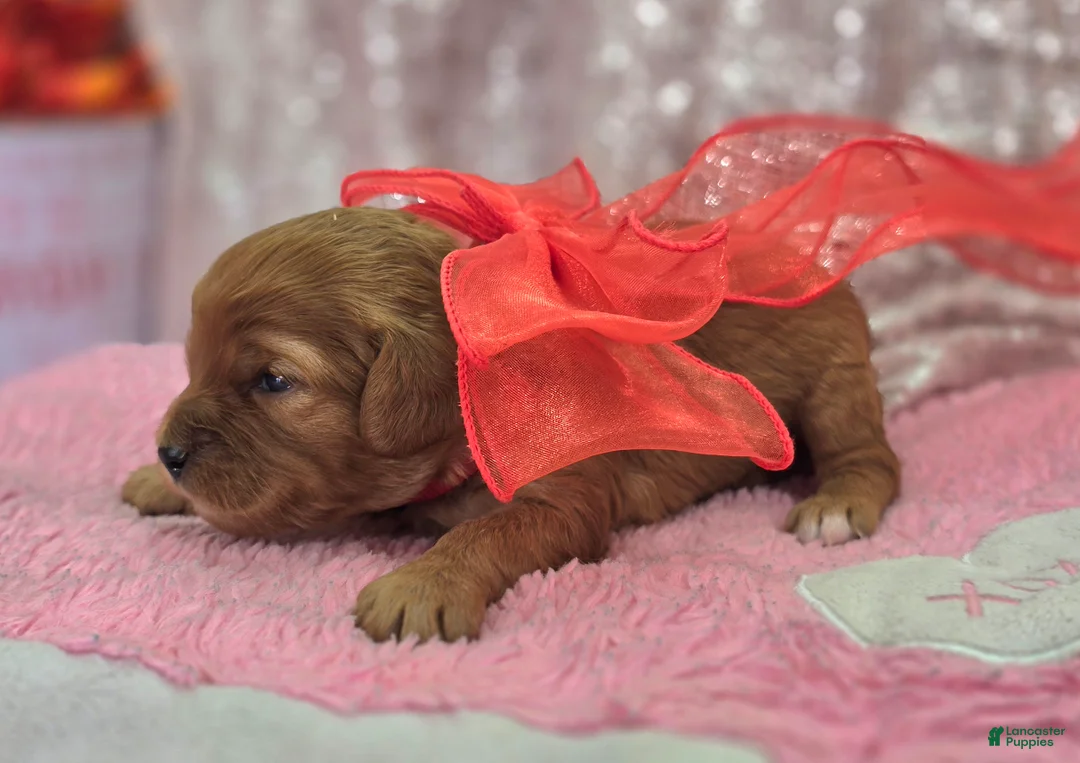 Cavapoo dogs for sale: Quartz - Ad 3