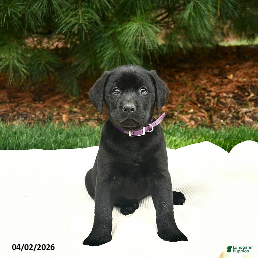 Labrador Retriever dogs for sale: Rosie  - Ad 3