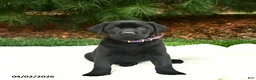 Labrador Retriever dogs for sale: Rosie  - Ad 1