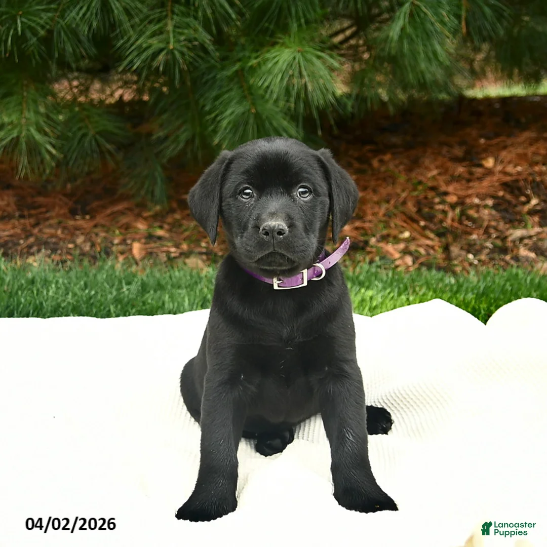 Labrador Retriever dogs for sale: Rosie  - Ad 1