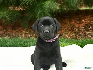 Labrador Retriever dogs for sale: Rosie - Ad 3