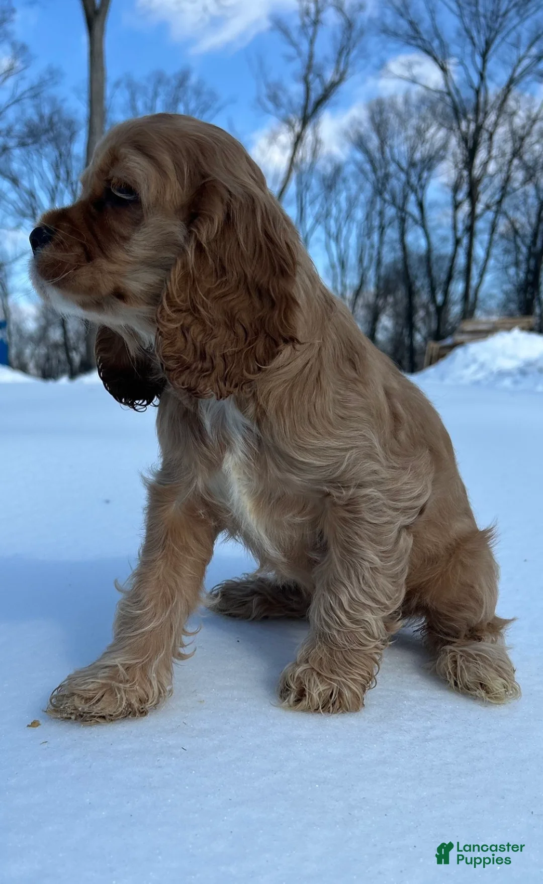 Cocker Spaniel dogs for sale: Cocker Spaniel Puppy 5 - Ad 3