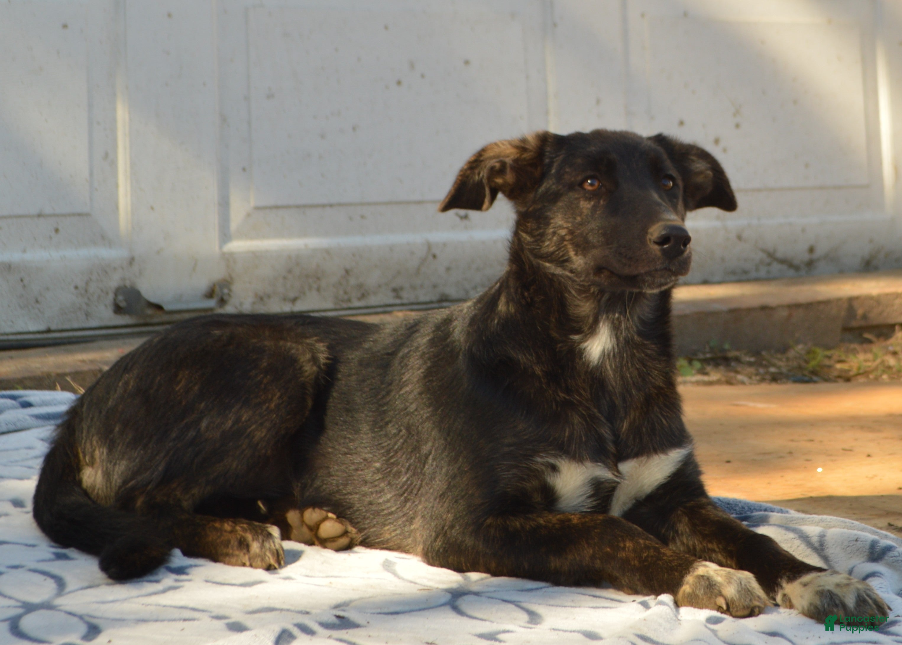 Mixed Breed dogs Adeline - Ad 37