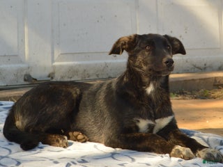 Mixed Breed dogs Adeline - Ad 36