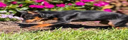 Miniature Pinscher dogs for sale: Flash - Ad 7
