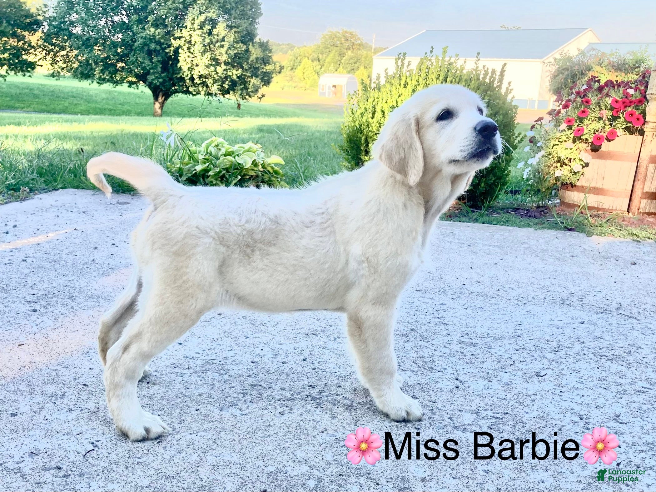 Golden Retriever dogs AKC Miss Barbie is READY NOW! - Ad 1