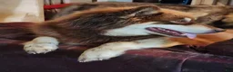 Alaskan Malamute dogs for sale: Wanda - Ad 5