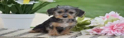 Dorkie dogs for sale: Layla - Ad 4