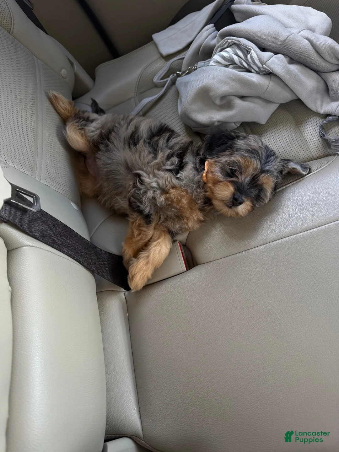 Mixed Breed dogs for sale: Rosie - Ad 6