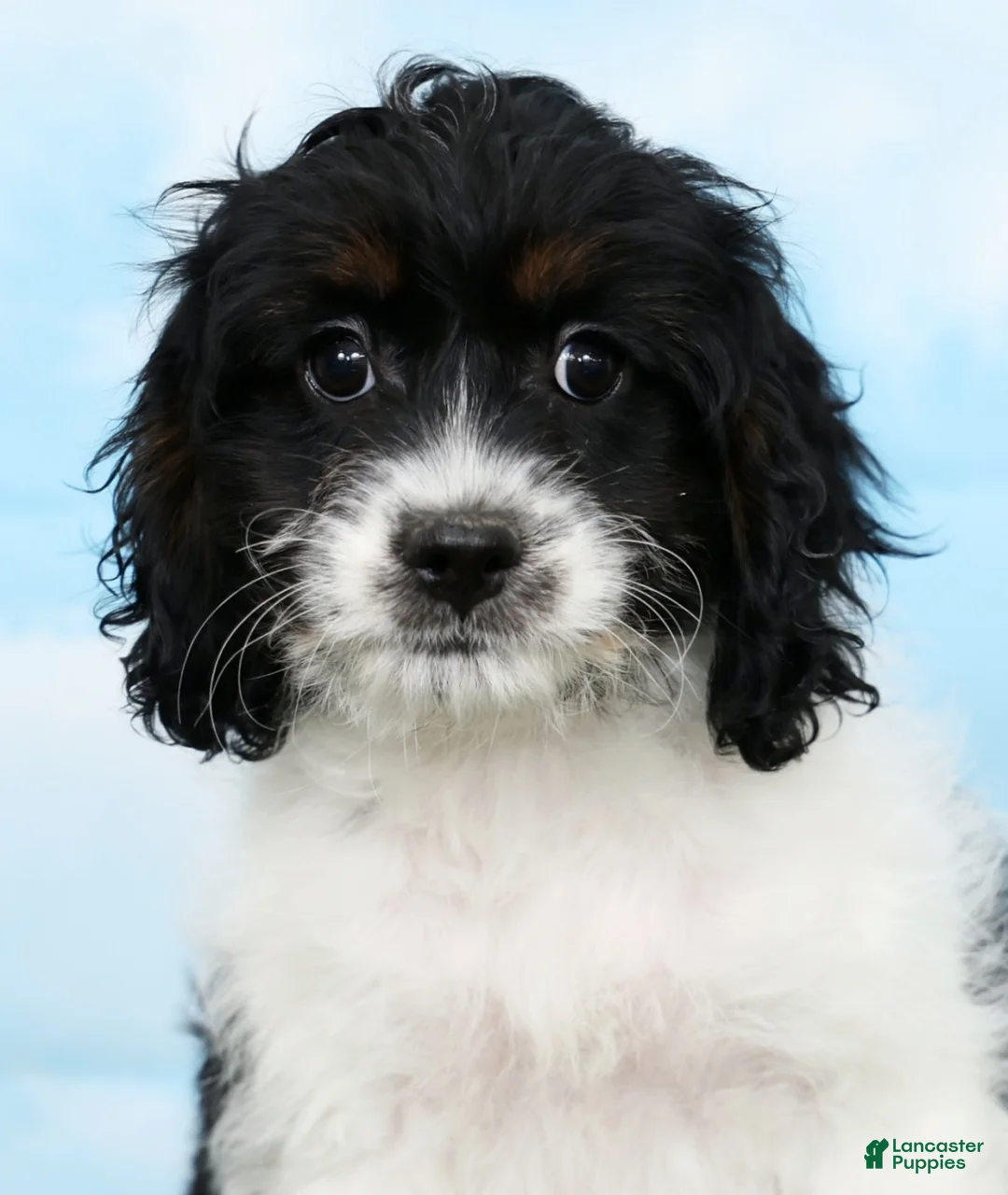 Cockapoo dogs for sale: Truffle - Ad 6