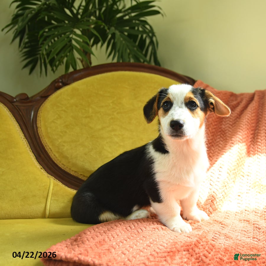 Welsh Corgi Pembroke dogs Tiffany - Ad 1