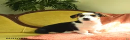 Welsh Corgi Pembroke dogs for sale: Tiffany - Ad 6