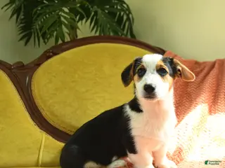 Welsh Corgi Pembroke dogs for sale: Tiffany - Ad 2