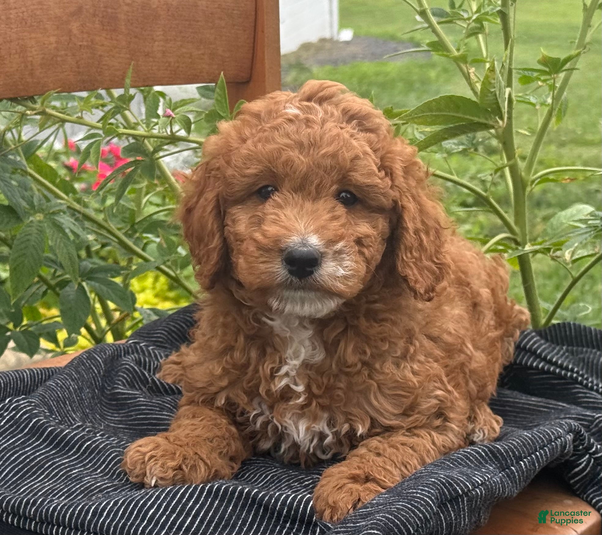 Mini Goldendoodle dogs George - Ad 1