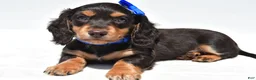 Miniature Dachshund dogs for sale: Duke - Ad 7