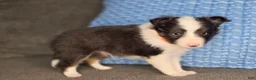 Shetland Sheepdog dogs for sale: Tallahassee AKC - Ad 7