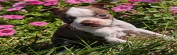 Boston Terrier dogs for sale: Apple - Ad 5