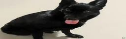 German Shepherd dogs for sale: AKC German Shepherd Puppy 4 - Ad 9