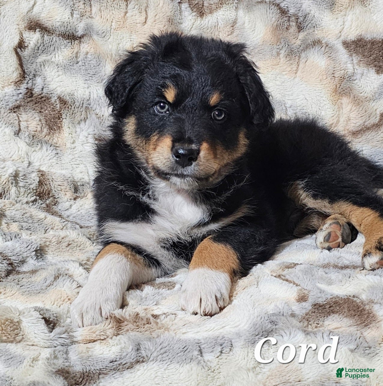 Australian Shepherd dogs CORD  - Ad 22