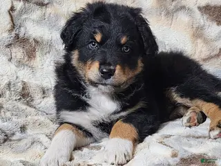 Australian Shepherd dogs CORD - Ad 9