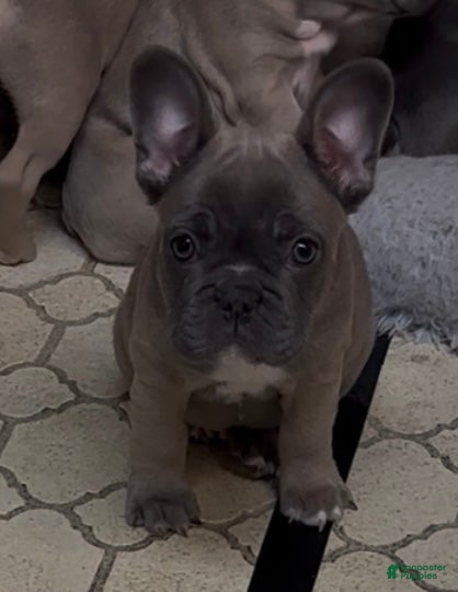 French Bulldog dogs Georgio - Ad 18