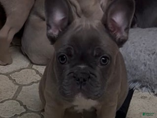 French Bulldog dogs Georgio - Ad 7