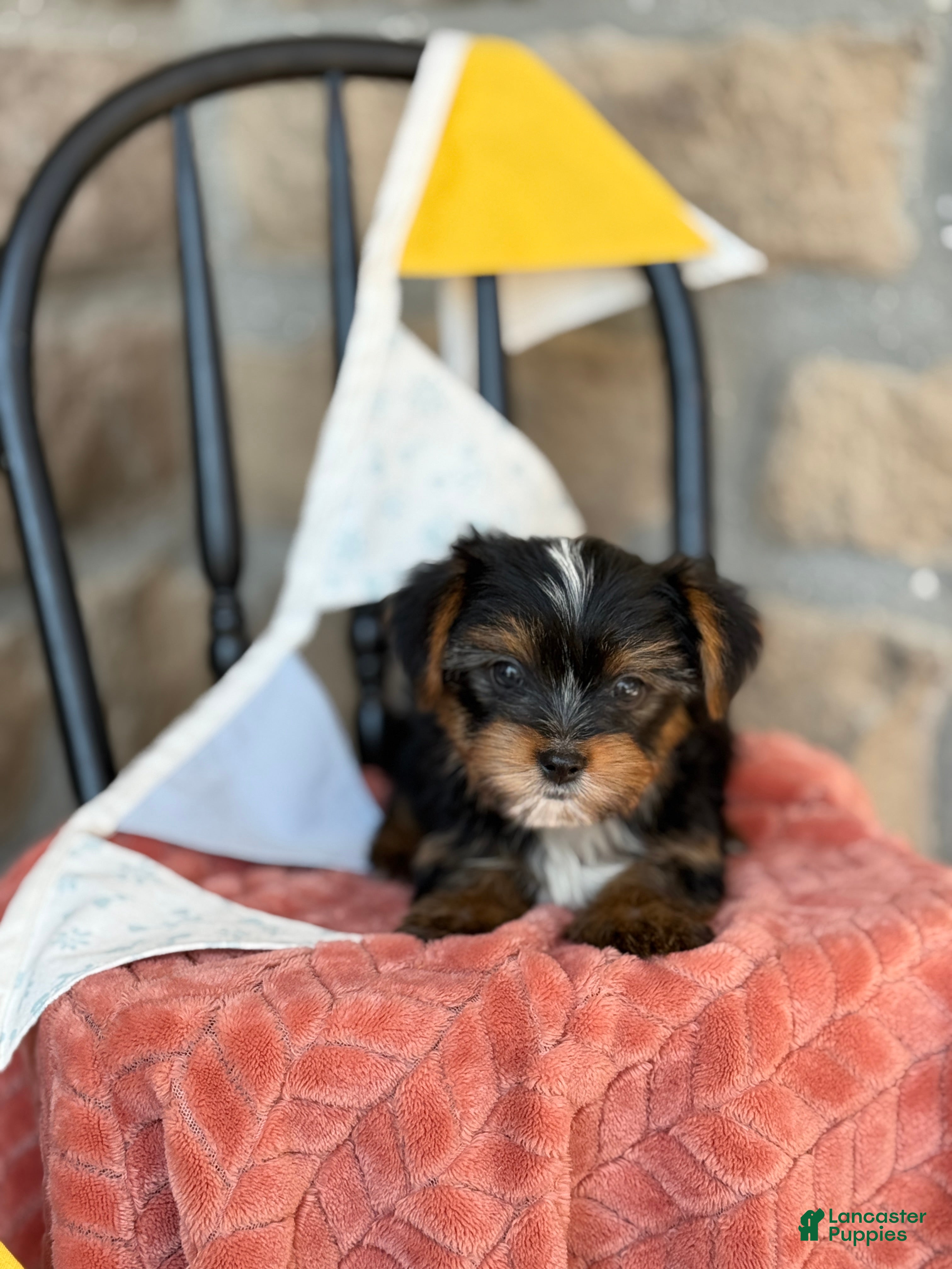 Yorkshire Terrier dogs Bear - Ad 2