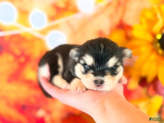 Pomsky dogs Nevara - Ad 3