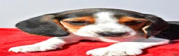 Beagle dogs for sale: Dakota - Ad 5