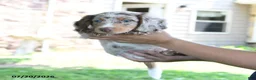 Dachshund dogs for sale: Dobby - Ad 4