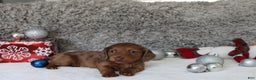 Miniature Dachshund dogs for sale: Shepard - Ad 16