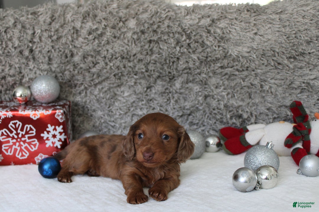Miniature Dachshund dogs for sale: Shepard - Ad 16