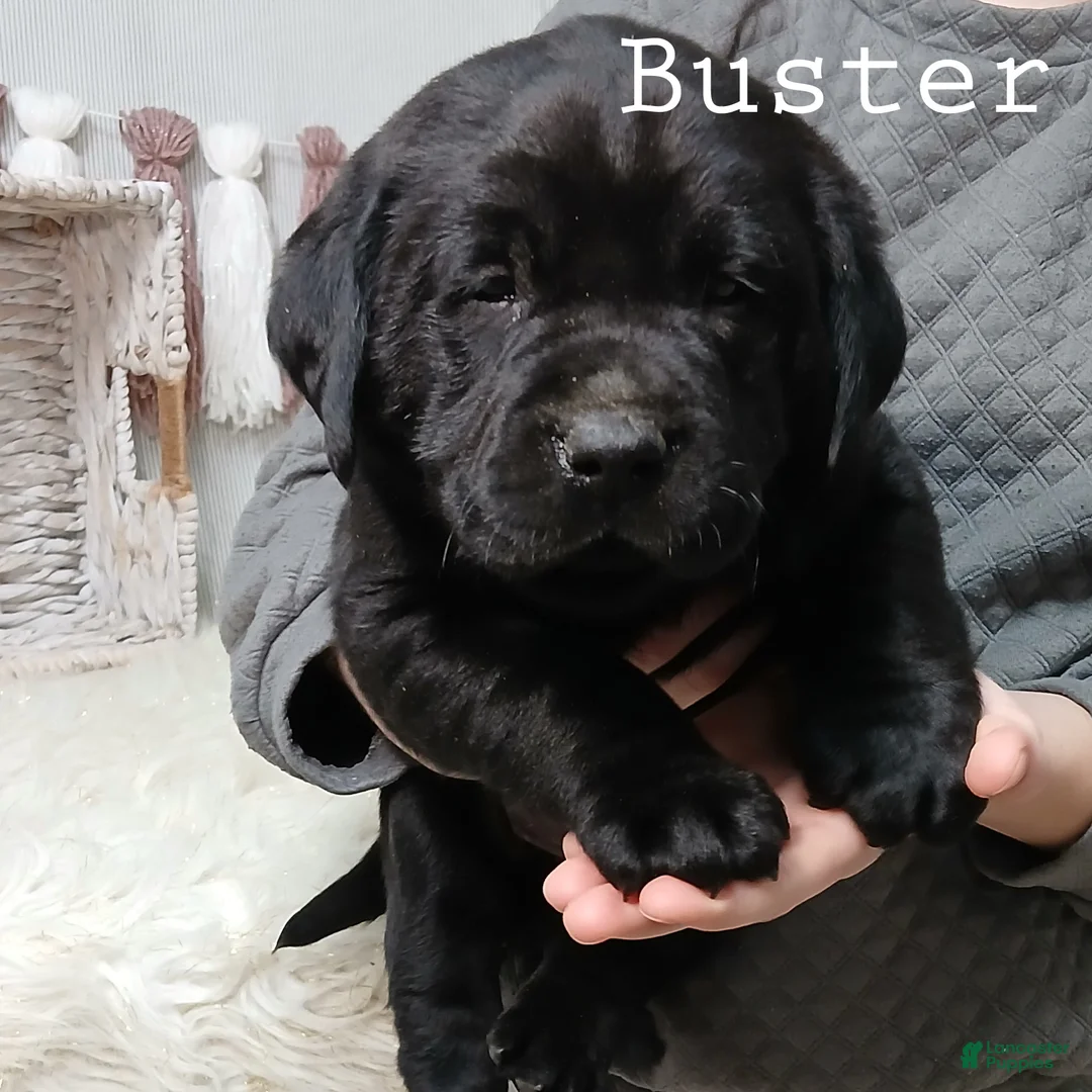 Labrador Retriever dogs for sale: BUSTER - Ad 5