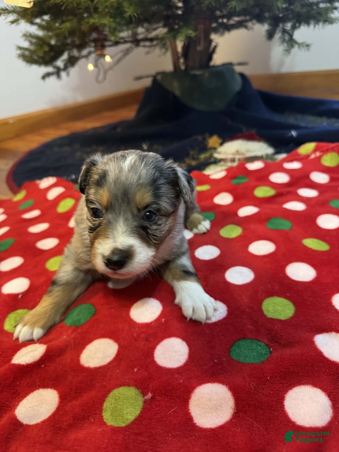Australian Shepherd dogs for sale: Frost - Ad 8
