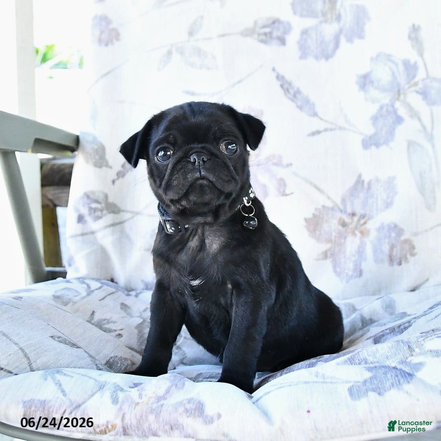 Pug dogs Wilmer - Ad 1