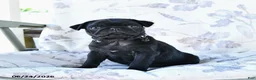 Pug dogs for sale: Wilmer - Ad 1