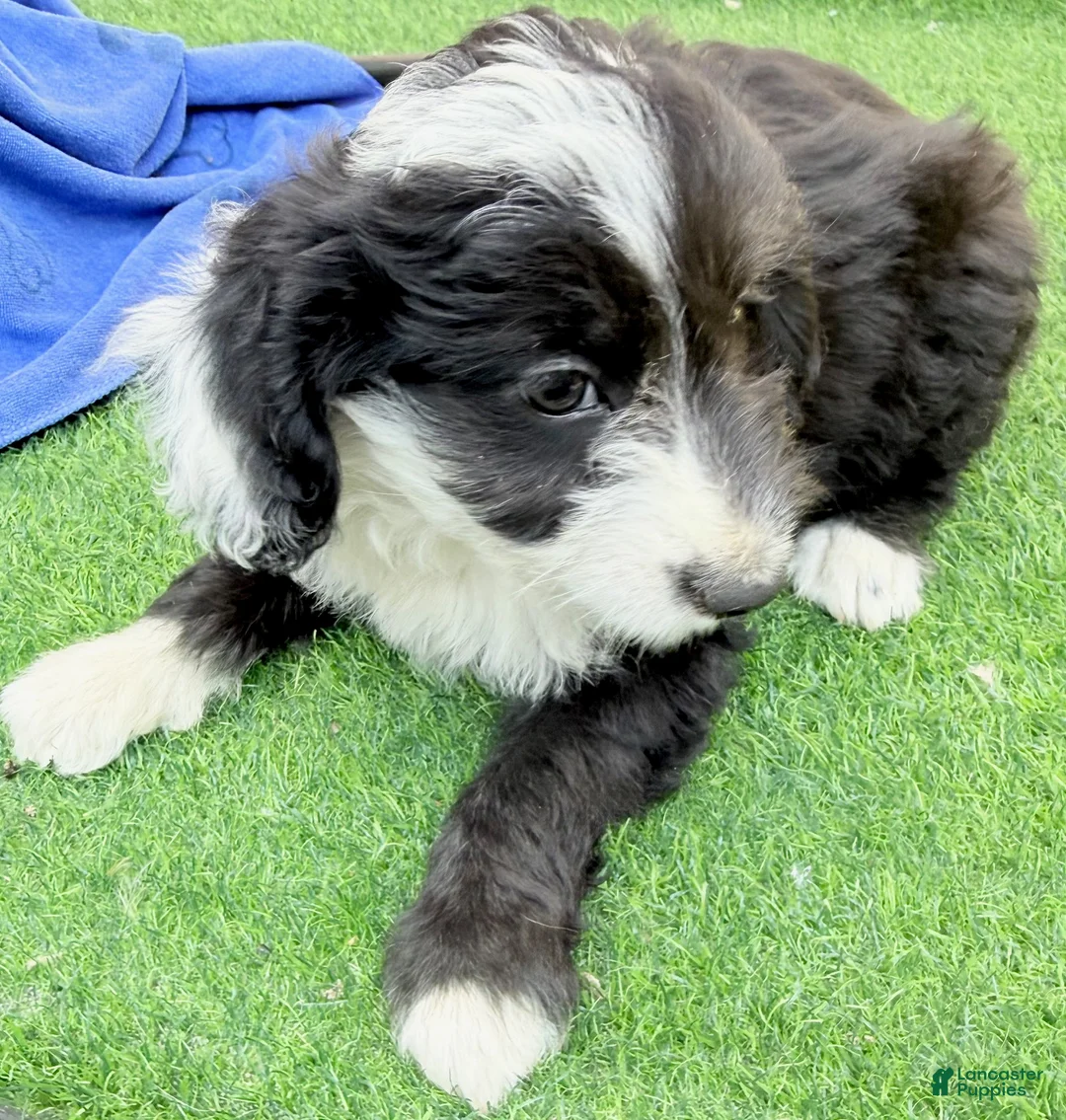Mini Aussiedoodle dogs for sale: Liam - Ad 3