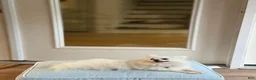 Pomeranian dogs for sale: Teddy, JR - Ad 5