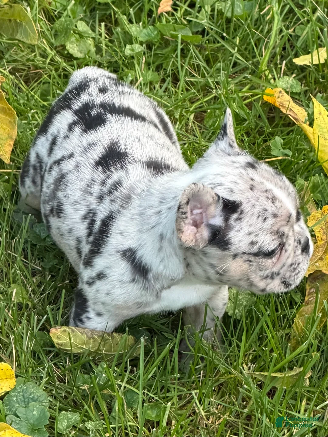 French Bulldog dogs for sale: French Bulldog 3 - Ad 1