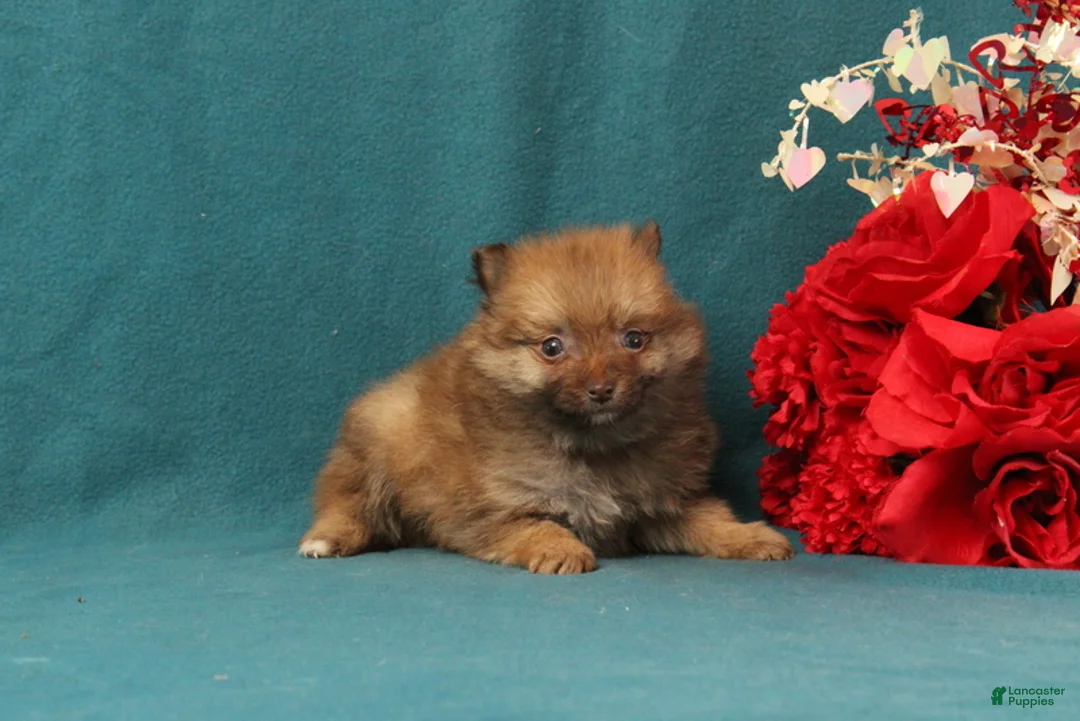 Pomeranian dogs for sale: Victor - Ad 3