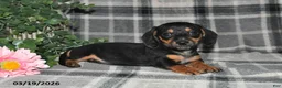 Miniature Dachshund dogs for sale: Charlotte - Ad 5