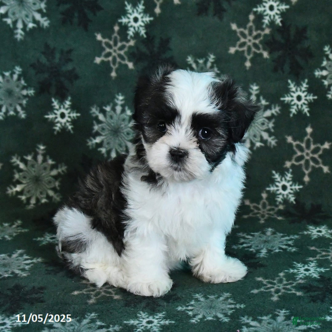 Malshi dogs for sale: Lily - Ad 2