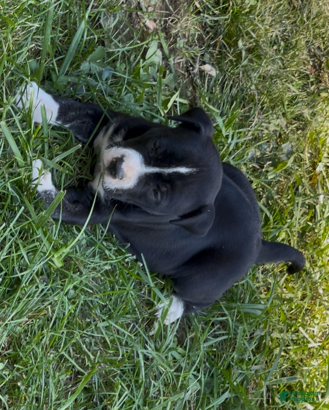 Mixed Breed dogs for sale: Mixed Breed Puppy 2 - Ad 8