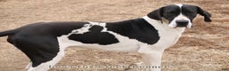 Great Dane dogs for sale: Great Dane Puppy 1 - Ad 7