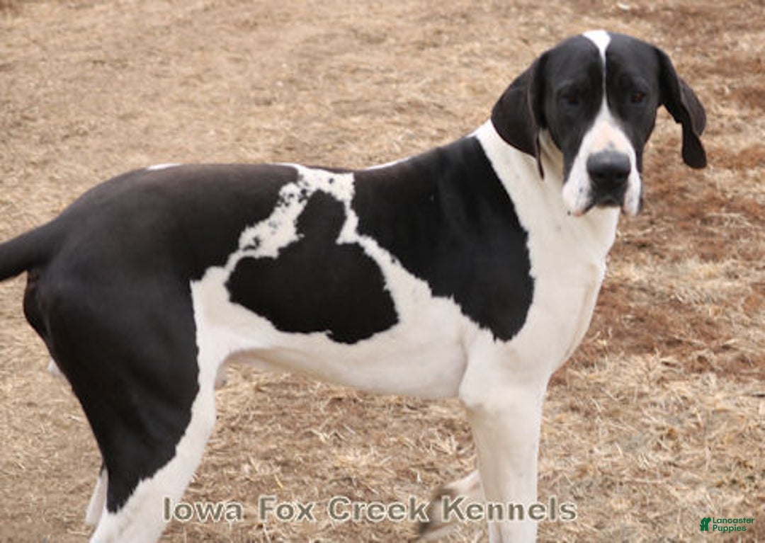 Great Dane dogs for sale: Great Dane Puppy 1 - Ad 7