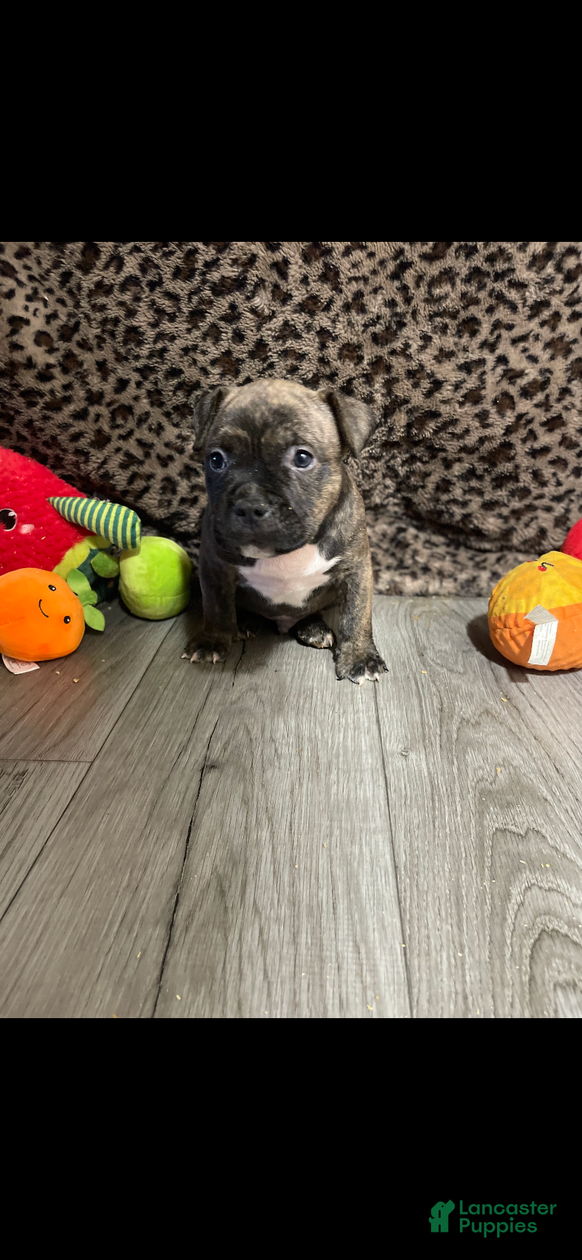American Bully dogs for sale: American Bully 3 - Ad 40