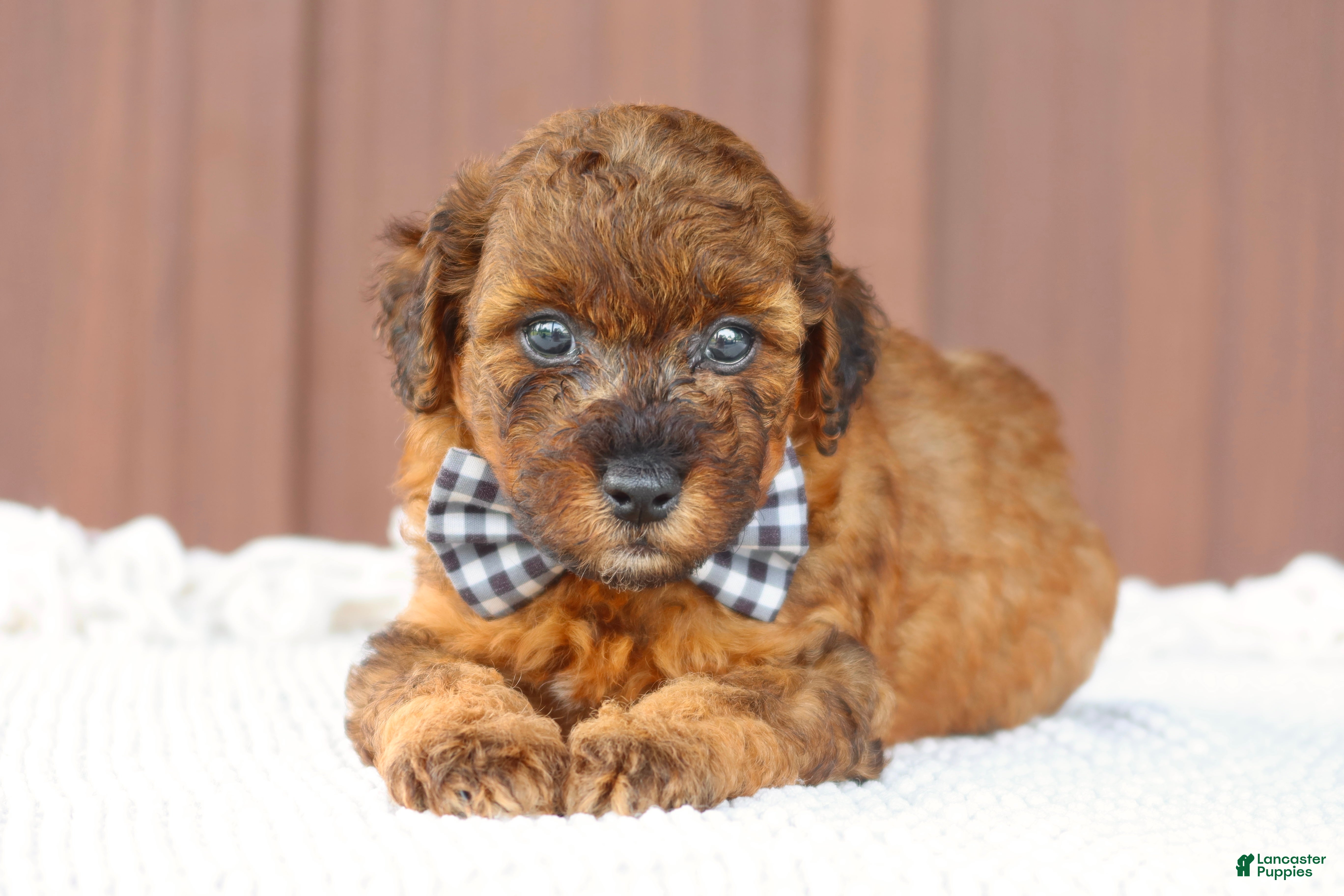 Toy Poodle dogs Hunter - Ad 2