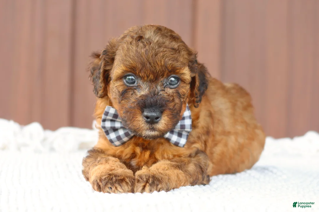Toy Poodle dogs for sale: Hunter - Ad 2
