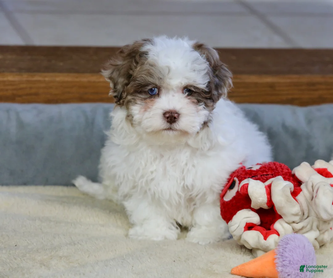 Shihpoo dogs for sale: Radlee - Ad 9