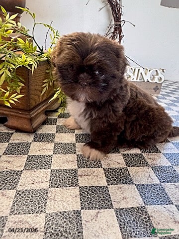 Shih Tzu dogs Julia - Ad 1